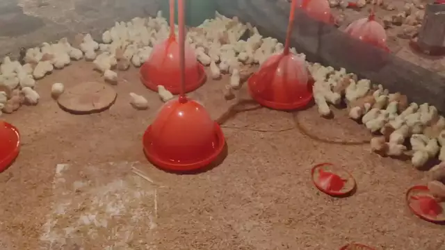 pecuaria_FHD_DOWNLOAD