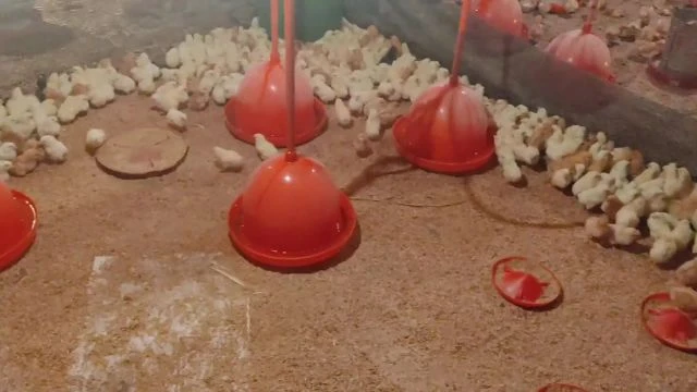 pecuaria_FHD_DOWNLOAD